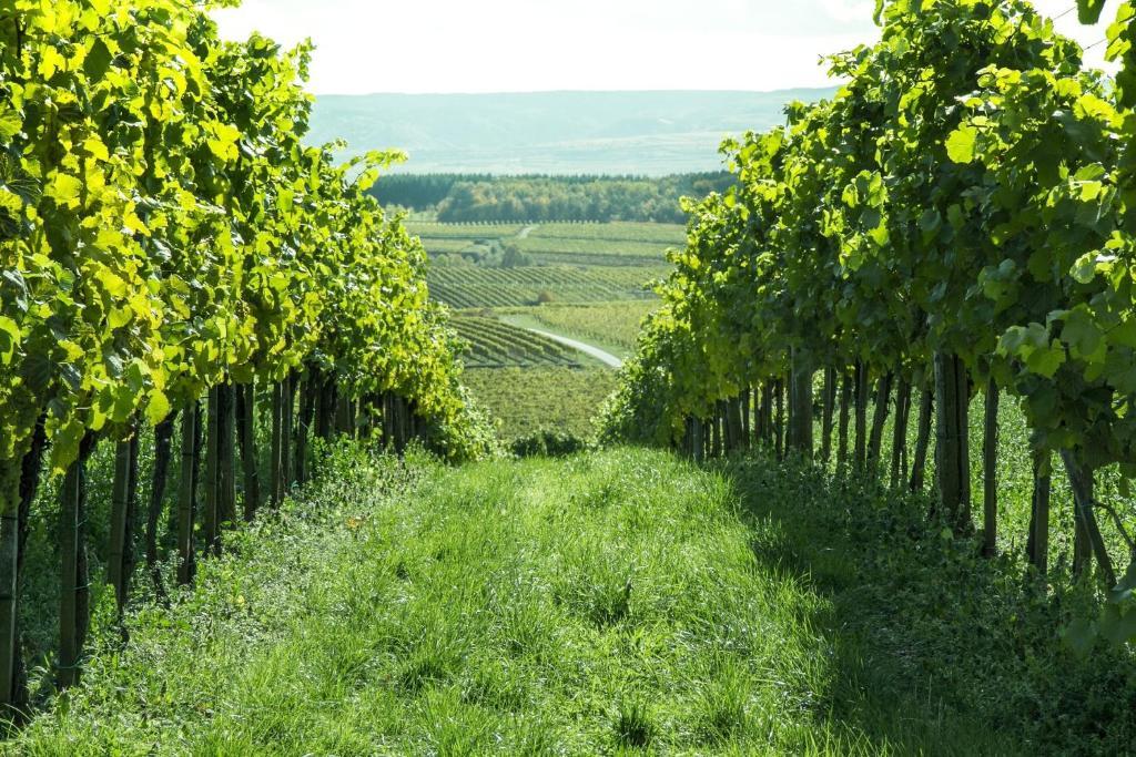 Weinberghof Ilkerl-Luf Bed & Breakfast Krems an der Donau Eksteriør bilde